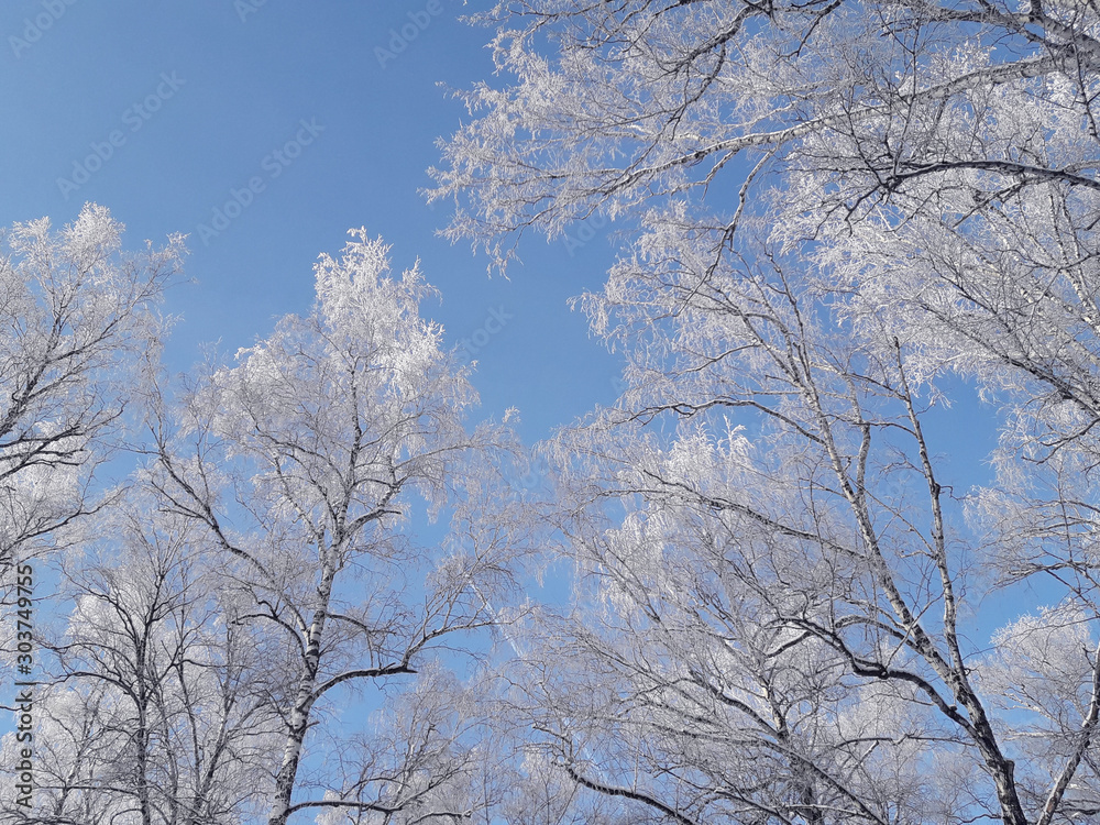 Hoarfrost on the branches of birches on a frosty sunny day. Birch trees against a clear blue sky. Christmas winter forest landscape background. Snow covered tree branches. Hoarfrost on the branches of birches on a frosty sunny day. Birch trees against a clear blue sky. Christmas winter forest landscape background. Snow covered tree branches.
