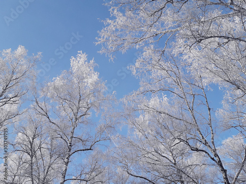 Hoarfrost on the branches of birches on a frosty sunny day. Birch trees against a clear blue sky. Christmas winter forest landscape background. Snow covered tree branches. © Наталья Босяк