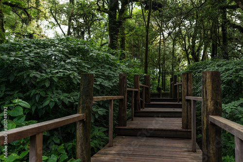 Green Forest in Northern Thailand