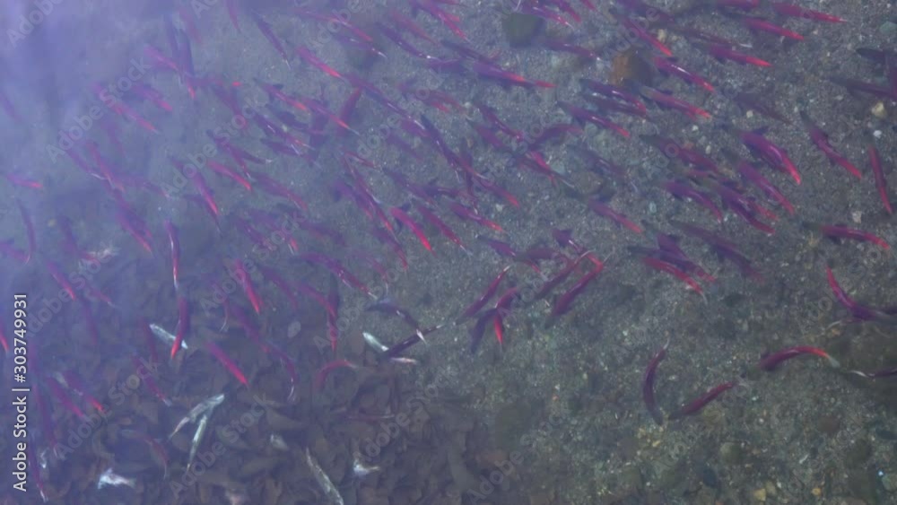 Red Kokanee salmon spawning throughout Taylor Creek in South Lake Tahoe. 4K stock footage video.