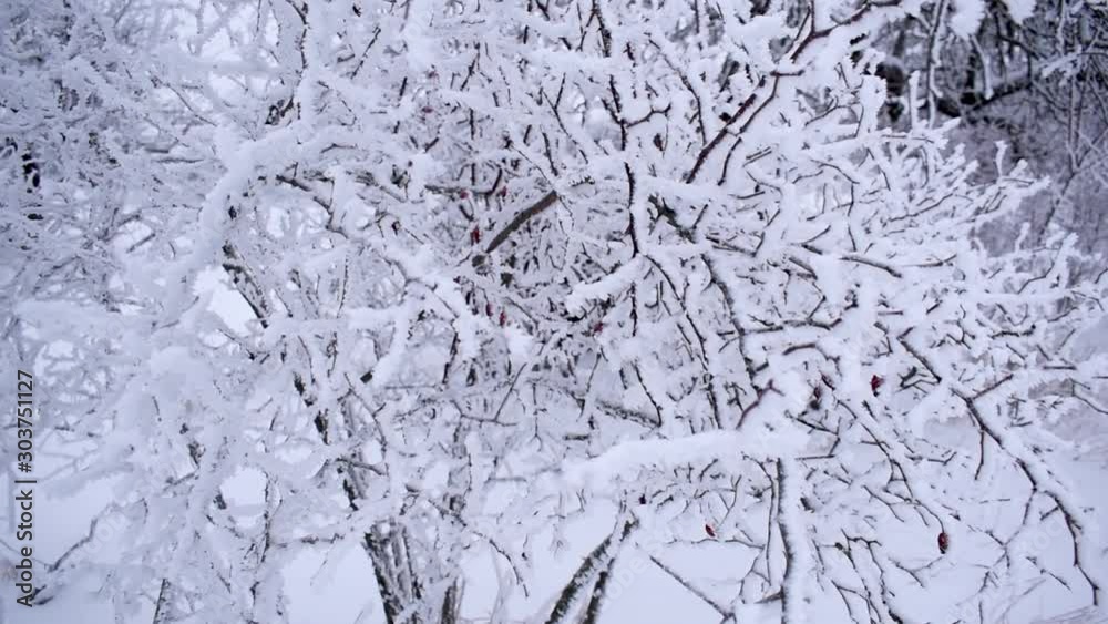 Winter landscape. the trees are covered with frost. Winter landscape. the trees are covered with frost.
