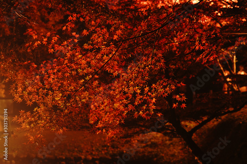 ライトアップされた紅葉が美しいゆうじゃく公園