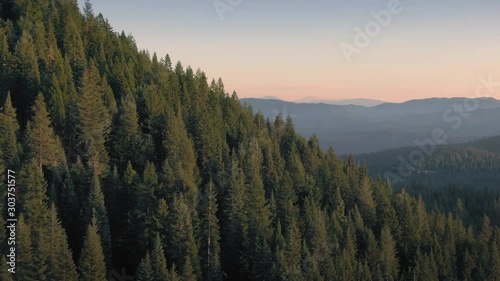 Aerial over pine forest at sunset. Mount Shasta, Northern California, USA