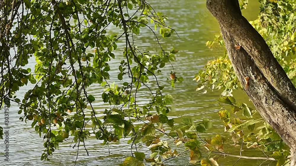 Apple tree foliage sway on wind near pond at autumn sunny day, slow motion Apple tree foliage sway on wind near pond at autumn sunny day, slow motion
