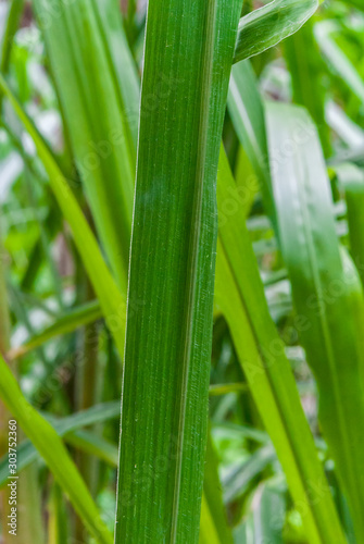 Closeup fresh long green grass