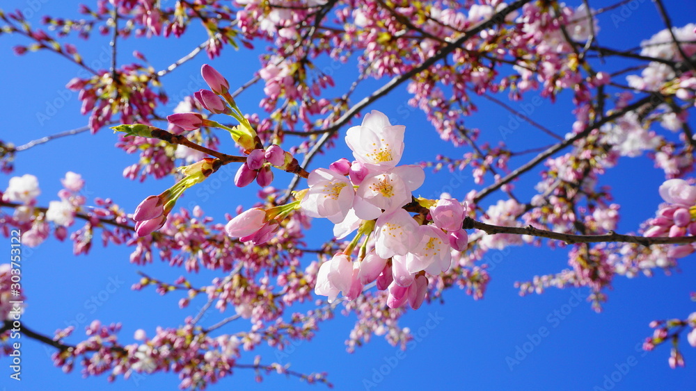 Delicate and beautiful cherry blossom against blue sky background. Sakura blossom. Japanese cherry blossom. Delicate and beautiful cherry blossom against blue sky background. Sakura blossom. Japanese cherry blossom.