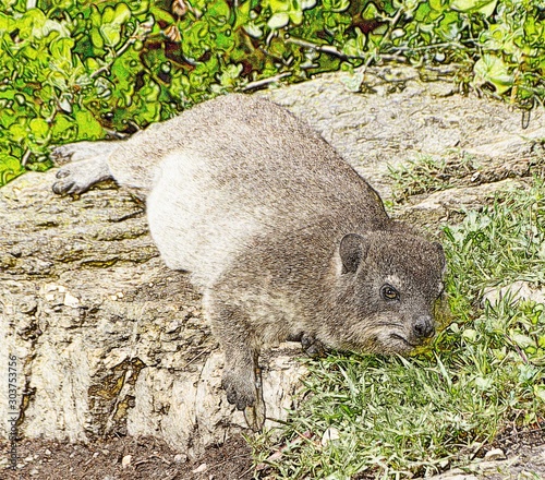 Close up of a Dassie in Hermanus