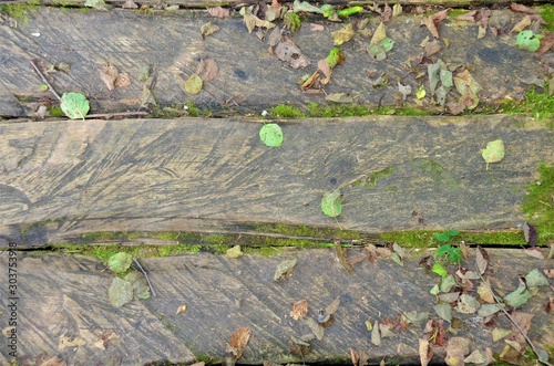 texture old wooden wall with moss background