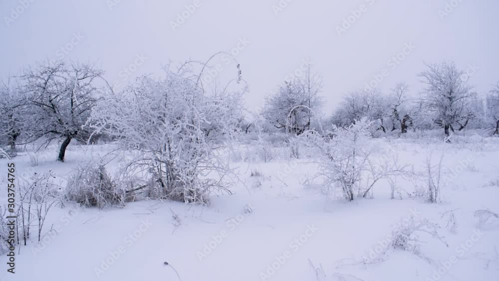 Winter landscape. the trees are covered with frost. Winter landscape. the trees are covered with frost.