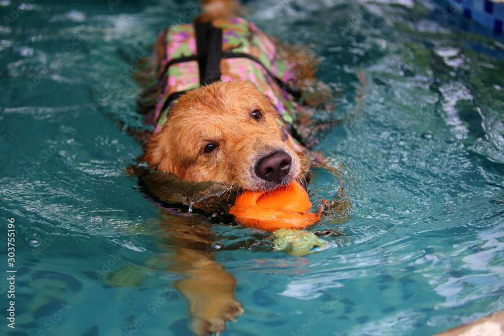 Φωτογραφία Golden Retriever wear life jacket and hold ball in mouth in swimming pool