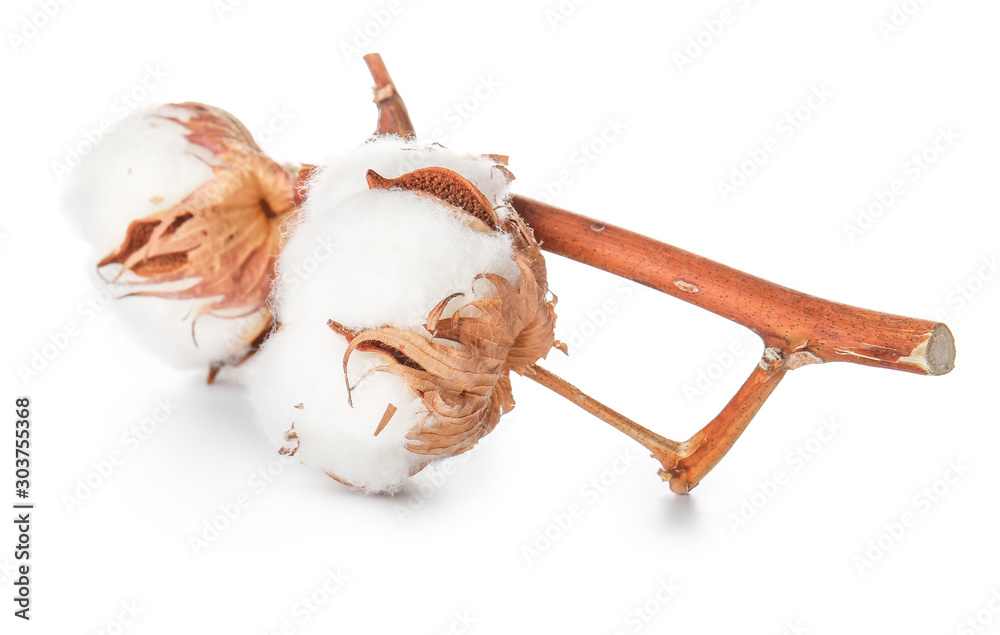 Beautiful cotton flowers on white background Beautiful cotton flowers on white background