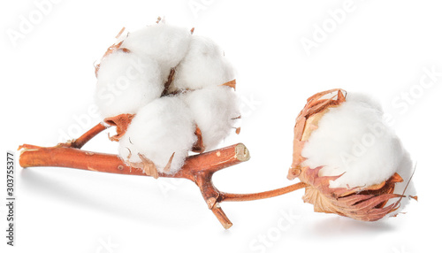 Beautiful cotton flowers on white background