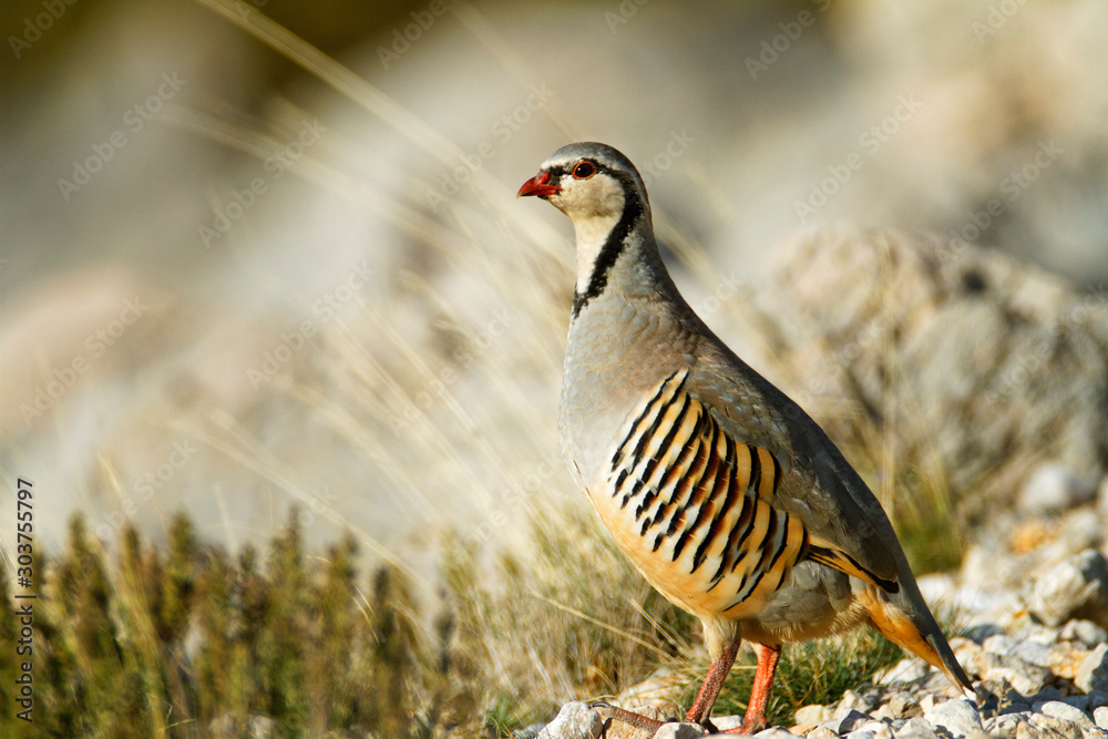The rock partridge from Velebit mountain, Croatia The rock partridge from Velebit mountain, Croatia