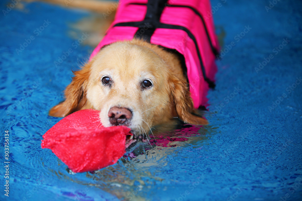Φωτογραφία Veteran Golden Retriever wear life jacket and hold toy in mouth in swimming pool