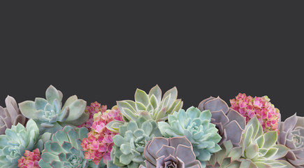 Succulent isolated on dark background. Border floral banner, cover, header with copy space. Natural flowers wallpaper or greeting card.