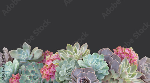 Fototapeta Naklejka Na Ścianę i Meble -  Succulent isolated on dark background. Border floral banner, cover, header with copy space. Natural flowers wallpaper or greeting card.