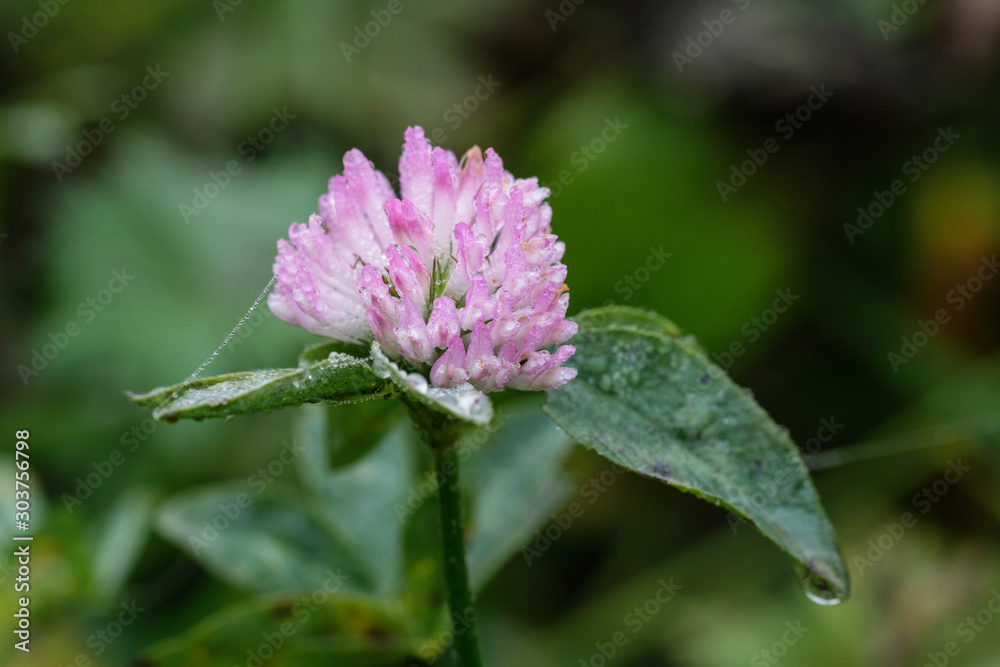 Wiesen-Klee (lat. Trifolium pratense) mit Tautropfen an Herbstmorgen Wiesen-Klee (lat. Trifolium pratense) mit Tautropfen an Herbstmorgen