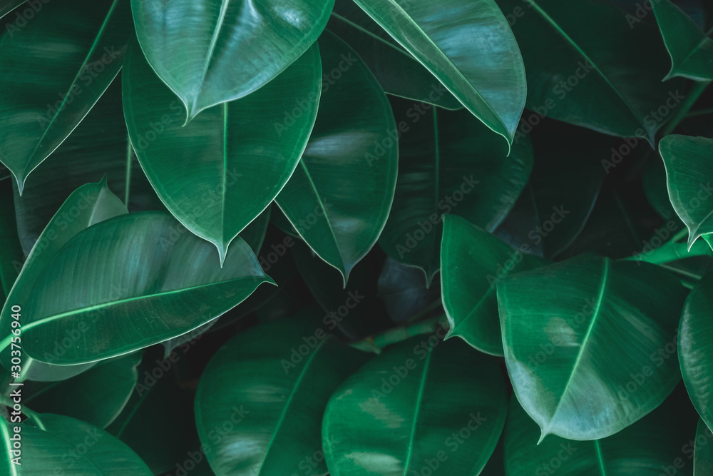 Obraz premium Beautiful background of juicy leaves of dark green color