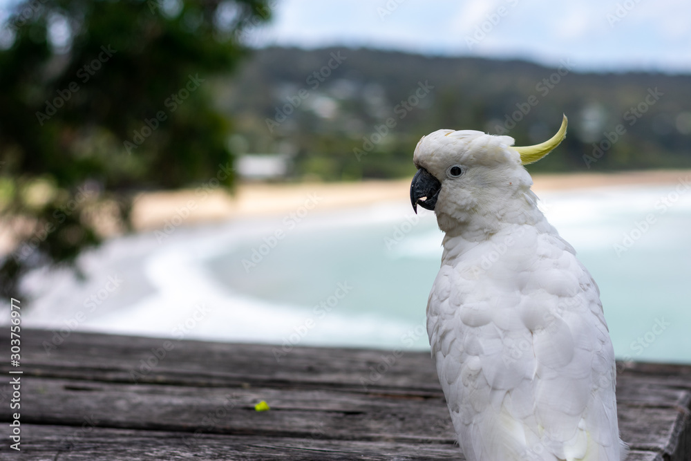 cockatoo sitting with the beach in the background, Australia cockatoo sitting with the beach in the background, Australia