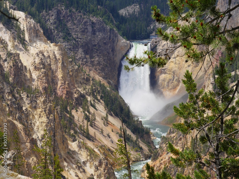 View of the Lower Yellowstone Falls framed by pine trees at the Grand Canyon of Yellowstone National Park in Wyoming. View of the Lower Yellowstone Falls framed by pine trees at the Grand Canyon of Yellowstone National Park in Wyoming.