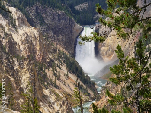 View of the Lower Yellowstone Falls framed by pine trees at the Grand Canyon of Yellowstone National Park in Wyoming.