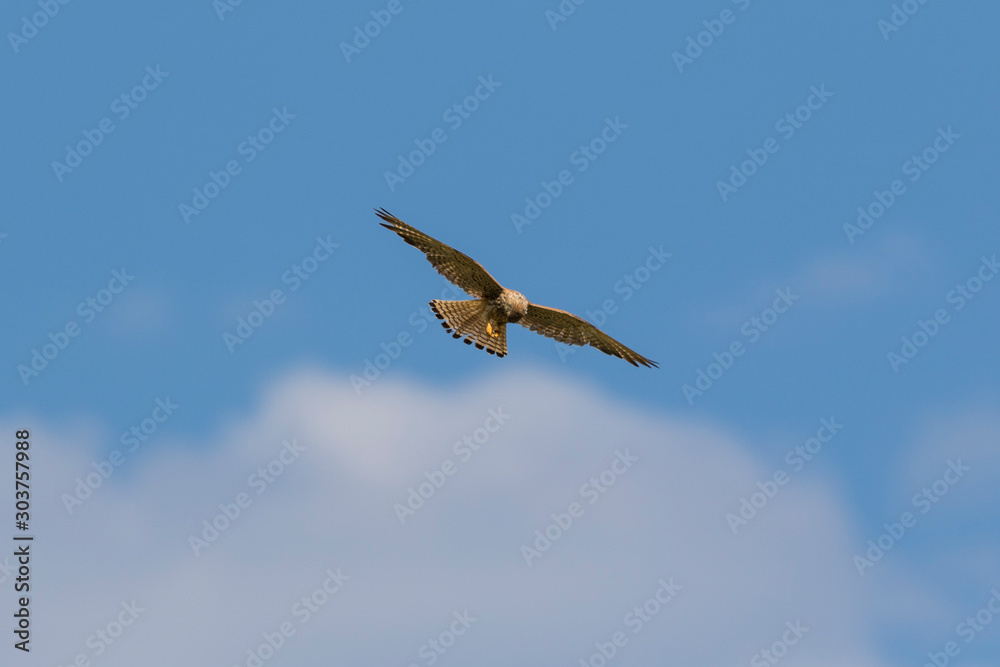 The lesser kestrel in flight from Velebit mountain, Croatia The lesser kestrel in flight from Velebit mountain, Croatia