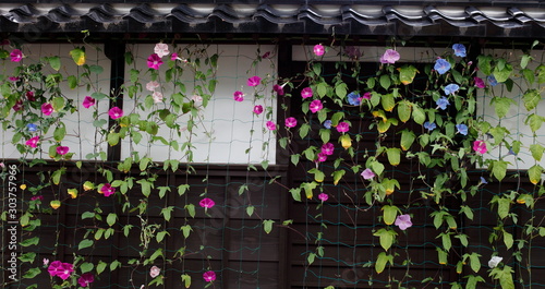 植物