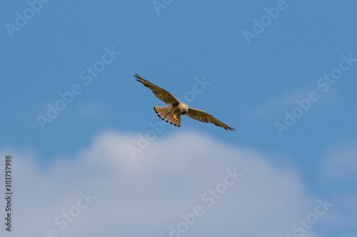The lesser kestrel in flight from Velebit mountain, Croatia