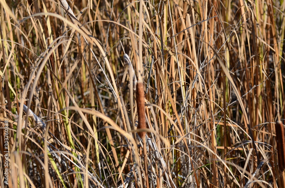 Cattails in a marsh wetland Winnipeg, Manitoba Cattails in a marsh wetland Winnipeg, Manitoba