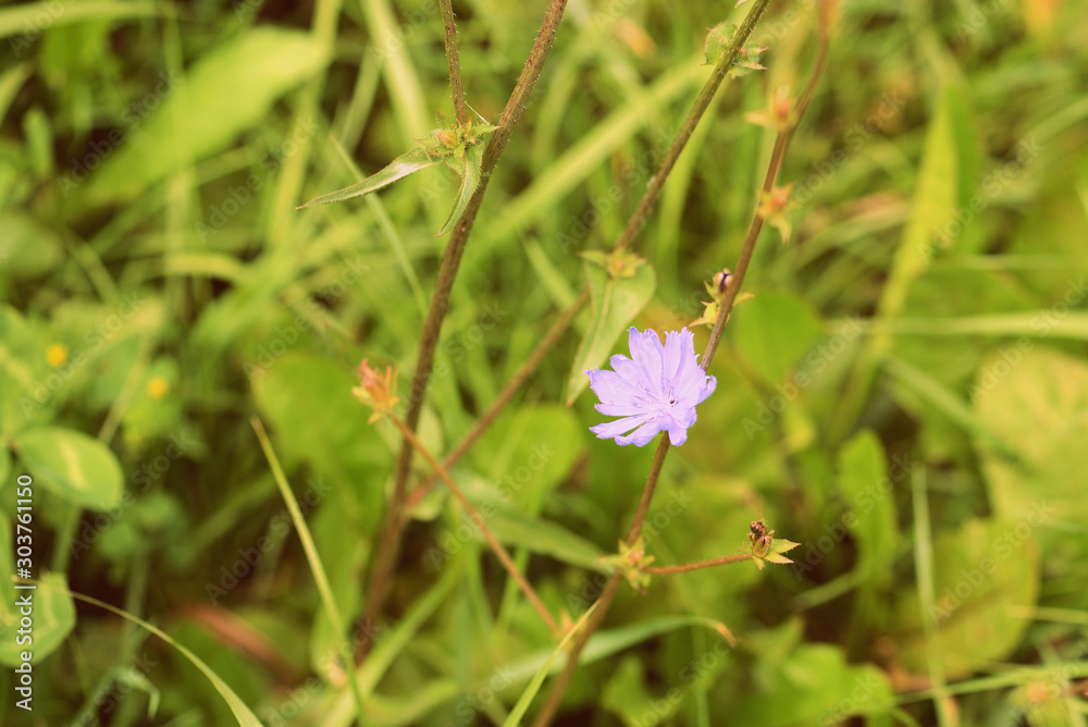 Chicory flower on a summer meadow close-up. Retro style