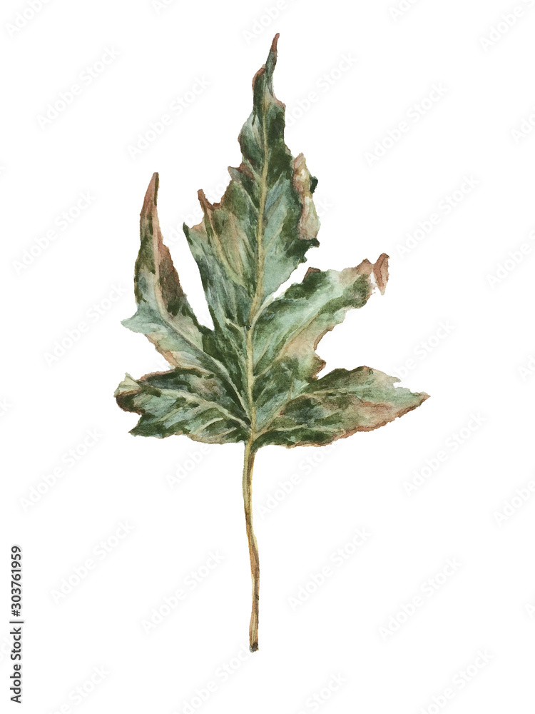 Fototapeta premium Autumn maple leaf