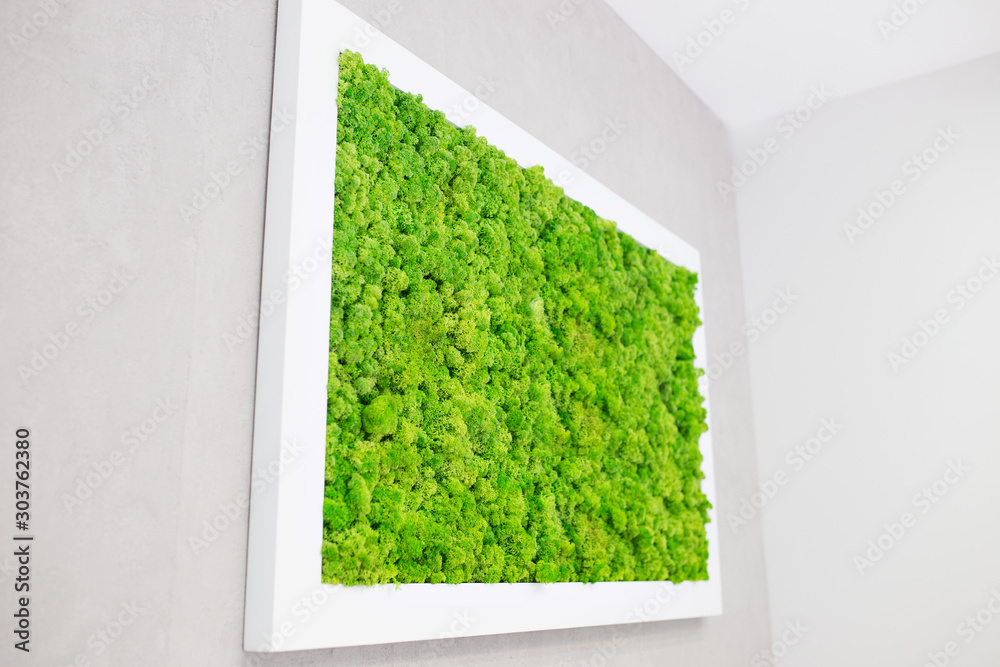 Green moss on the wall in the form of a picture. Beautiful white frame for a picture. Ecology. - obrazy, fototapety, plakaty 