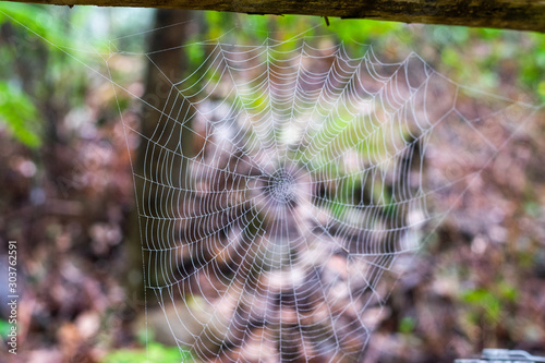 a spider web in a forrest