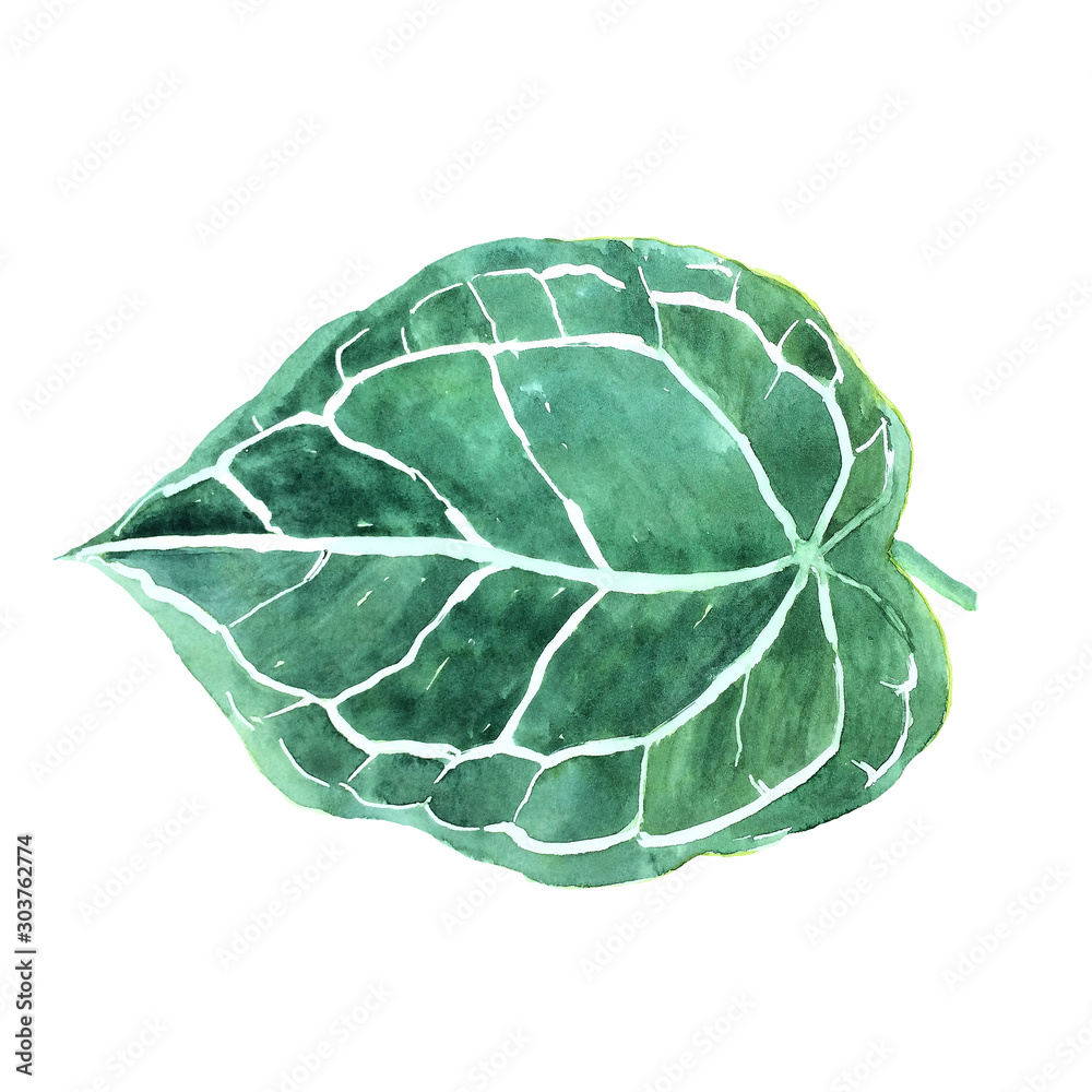 Fototapeta premium Decorative tropical leaf with veins isolated on white
