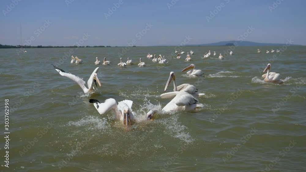 Slow motion pelicans dive into water to catch fish Slow motion pelicans dive into water to catch fish
