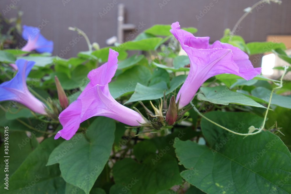 屋外に咲いたピンクと青の朝顔の花 Stock Photo Adobe Stock