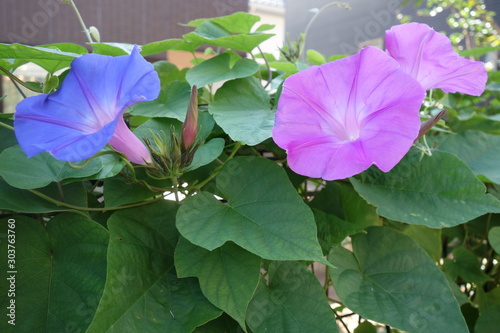 屋外に咲いたピンクと青の朝顔の花