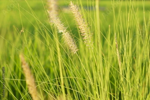 green ears of wheat in the field