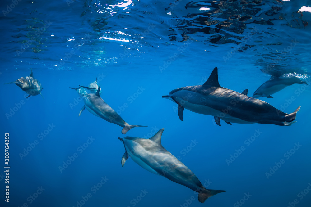 Fototapeta premium Spinner dolphins swimming in Indian ocean at Mauritius