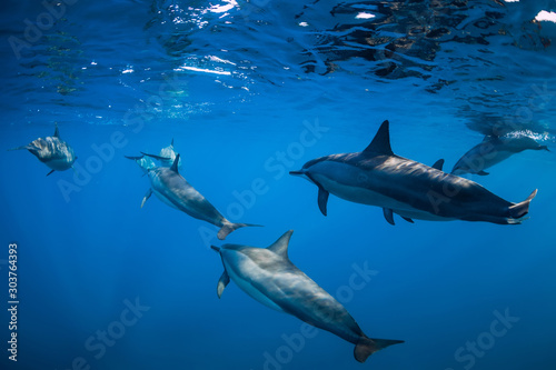 Spinner dolphins swimming in Indian ocean at Mauritius © artifirsov