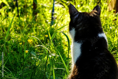 black and white cat sitting in the grass with his back turned, Sunny summer day