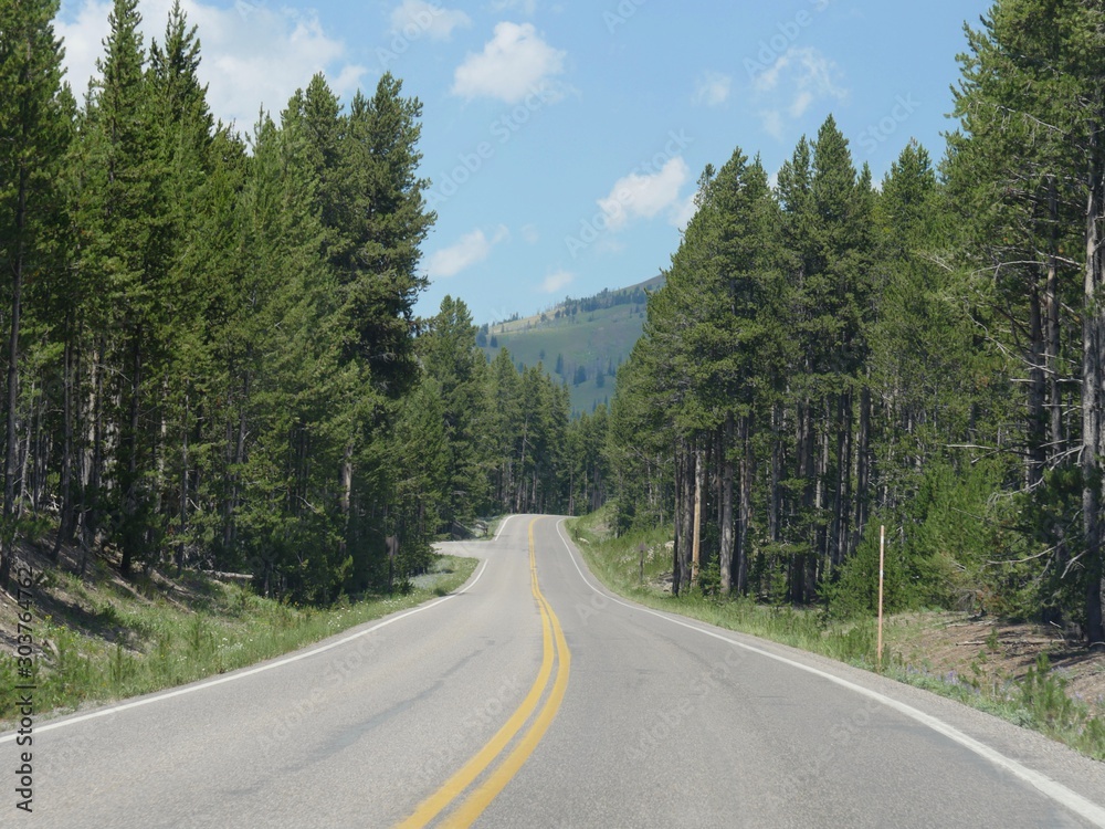 Smooth roads road with tall trees growing along the roadside at Yellowstone National Park.