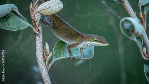Lizard
