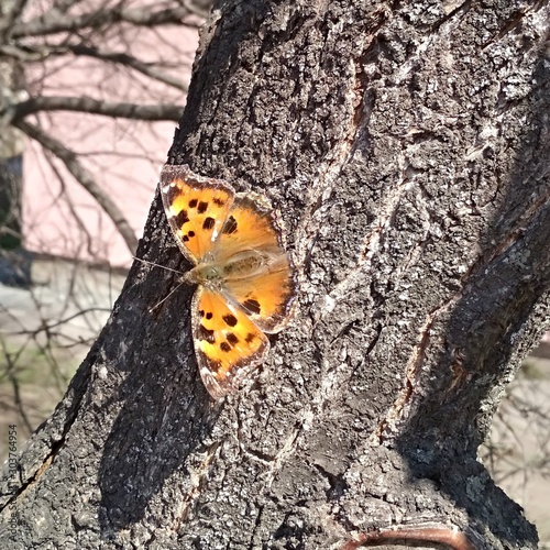 butterfly on tree