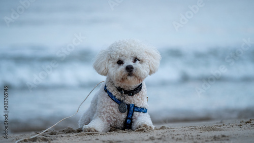 Poodle