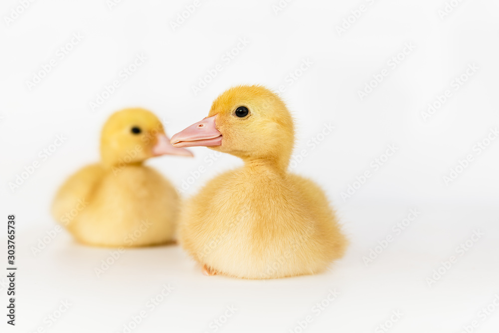 lovely yellow duck on white background isolated. lovely yellow duck on white background isolated.