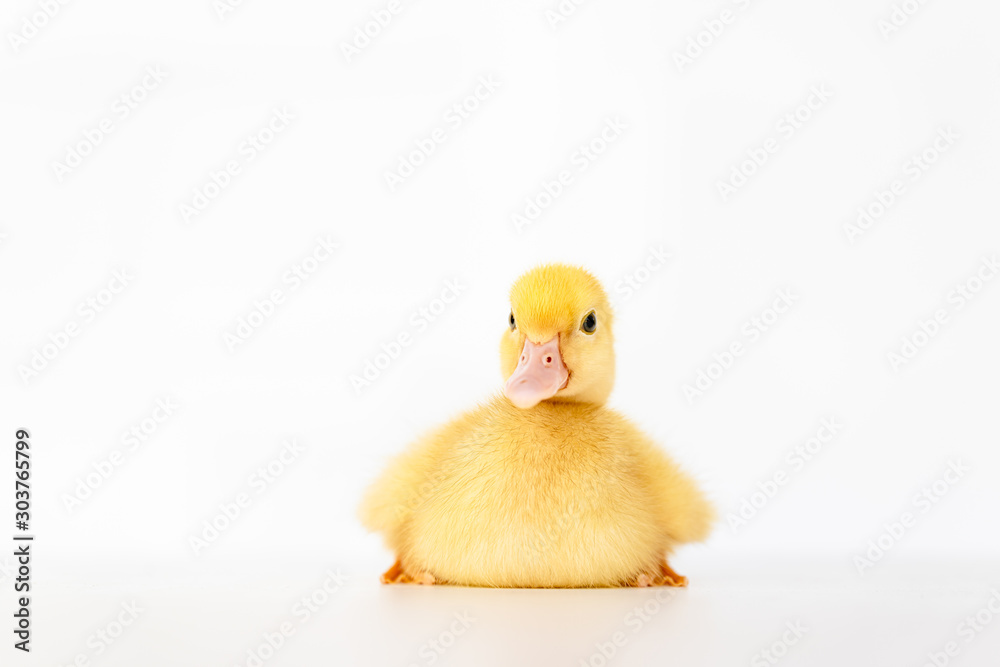 lovely yellow duck on white background isolated. lovely yellow duck on white background isolated.