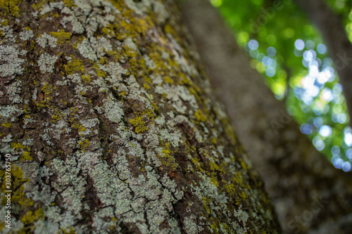 lichen on tree bark (ID: 303765750)
