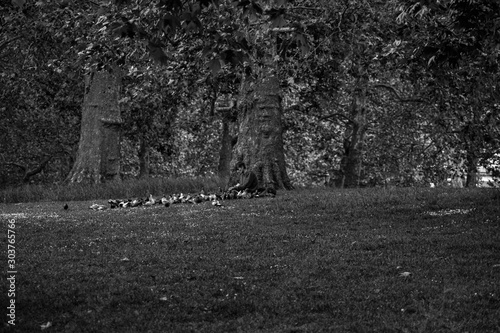 man feeding the birds