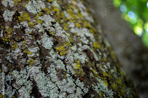 lichen on tree bark (ID: 303765778)